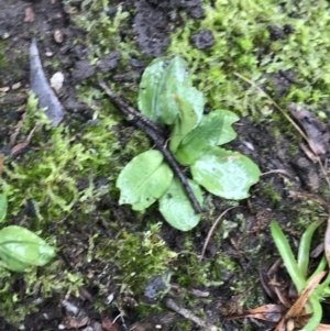 Pterostylis nutans at Acton, ACT - suppressed