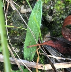 Glossodia major at Acton, ACT - 20 Jul 2021