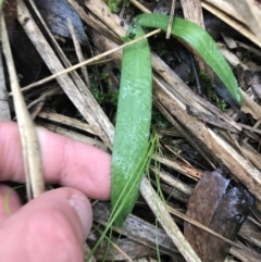 Glossodia major at Acton, ACT - suppressed