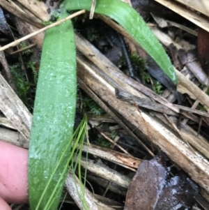 Glossodia major at Acton, ACT - suppressed