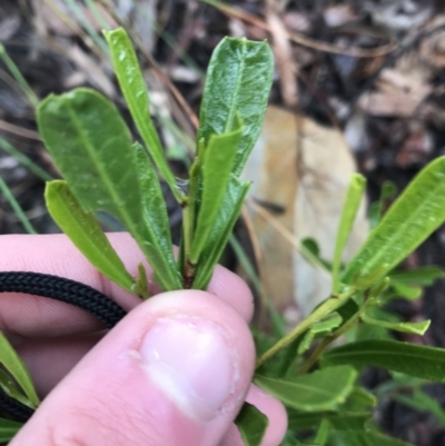 Dodonaea viscosa (Hop Bush) at Black Mountain - 20 Jul 2021 by Tapirlord
