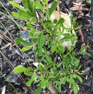 Dodonaea viscosa at Acton, ACT - 20 Jul 2021