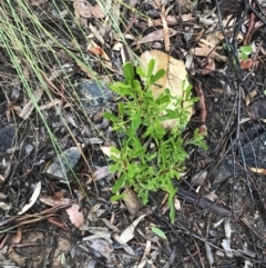 Dodonaea viscosa at Acton, ACT - 20 Jul 2021