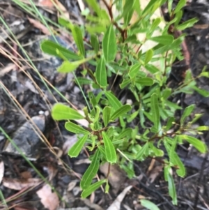 Dodonaea viscosa at Acton, ACT - 20 Jul 2021