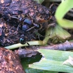 Rhytidoponera metallica (Greenhead ant) at Lyneham, ACT - 21 Jul 2021 by NedJohnston