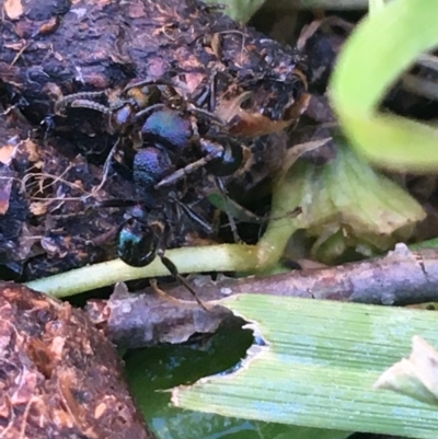 Rhytidoponera metallica (Greenhead ant) at Lyneham, ACT - 21 Jul 2021 by NedJohnston