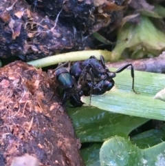 Rhytidoponera metallica at Lyneham, ACT - 21 Jul 2021 01:55 PM