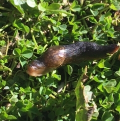 Unidentified Snail or Slug (Gastropoda) at Lyneham, ACT - 21 Jul 2021 by NedJohnston