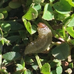 Curculionidae (family) at Lyneham, ACT - 21 Jul 2021