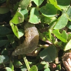 Curculionidae (family) at Lyneham, ACT - 21 Jul 2021