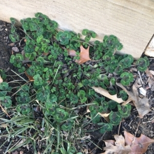 Trifolium repens at Lyneham, ACT - 21 Jul 2021