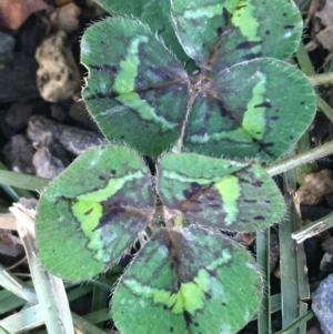 Trifolium repens at Lyneham, ACT - 21 Jul 2021