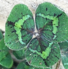 Trifolium repens at Lyneham, ACT - 21 Jul 2021