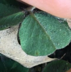 Trifolium repens at Lyneham, ACT - 21 Jul 2021