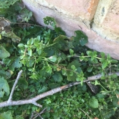 Polycarpon tetraphyllum (Four-leaf Allseed) at Sullivans Creek, Lyneham South - 21 Jul 2021 by Ned_Johnston