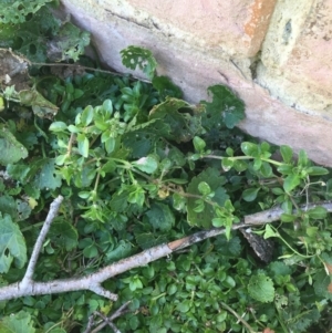 Polycarpon tetraphyllum at Lyneham, ACT - 21 Jul 2021