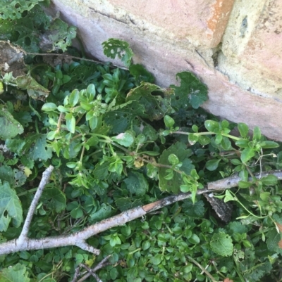 Polycarpon tetraphyllum (Four-leaf Allseed) at Sullivans Creek, Lyneham South - 21 Jul 2021 by Ned_Johnston