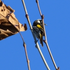 Phylidonyris novaehollandiae (New Holland Honeyeater) at Wodonga, VIC - 21 Jul 2021 by KylieWaldon