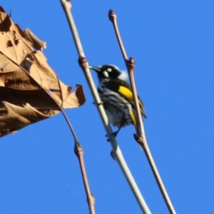 Phylidonyris novaehollandiae at Wodonga, VIC - 21 Jul 2021