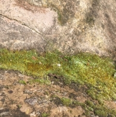 Unverified Moss, Liverwort or Hornwort at Lyneham, ACT - 21 Jul 2021 by NedJohnston