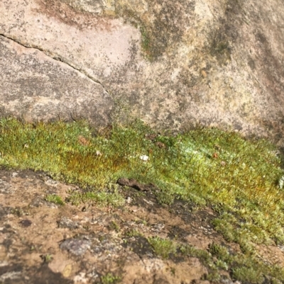 Unidentified Moss, Liverwort or Hornwort at Lyneham, ACT - 21 Jul 2021 by NedJohnston