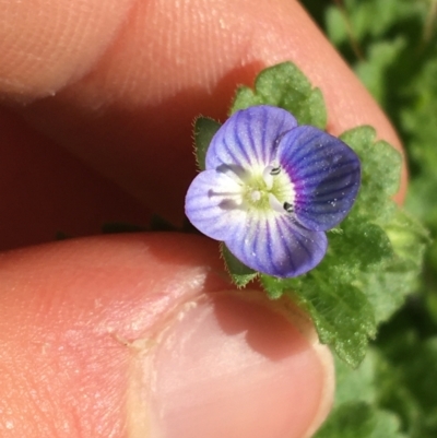 Veronica persica (Creeping Speedwell) at Sullivans Creek, Lyneham South - 21 Jul 2021 by Ned_Johnston