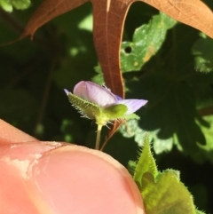 Veronica persica at Lyneham, ACT - 21 Jul 2021 01:49 PM