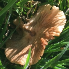 Unidentified Cap on a stem; gills below cap [mushrooms or mushroom-like] at Sullivans Creek, Lyneham South - 21 Jul 2021 by NedJohnston