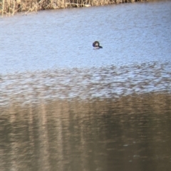 Biziura lobata (Musk Duck) at Splitters Creek, NSW - 21 Jul 2021 by Darcy