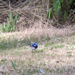 Malurus cyaneus (Superb Fairywren) at Splitters Creek, NSW - 21 Jul 2021 by Darcy