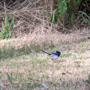 Malurus cyaneus at Splitters Creek, NSW - 21 Jul 2021 01:29 PM