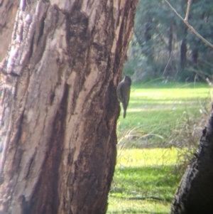 Cormobates leucophaea at Splitters Creek, NSW - 21 Jul 2021