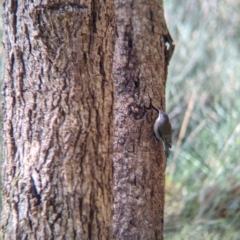 Cormobates leucophaea at Splitters Creek, NSW - 21 Jul 2021