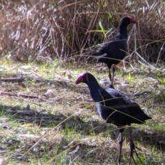 Porphyrio melanotus (Australasian Swamphen) at Wonga Wetlands - 21 Jul 2021 by Darcy