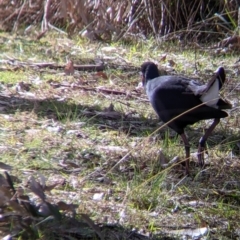 Porphyrio melanotus at Splitters Creek, NSW - 21 Jul 2021 01:37 PM