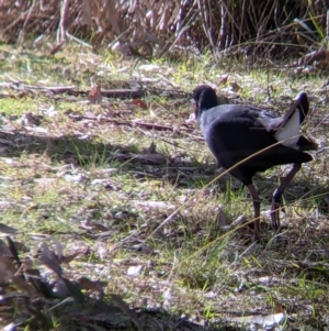 Porphyrio melanotus at Splitters Creek, NSW - 21 Jul 2021 01:37 PM