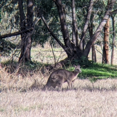 Macropus giganteus (Eastern Grey Kangaroo) at Wonga Wetlands - 21 Jul 2021 by Darcy