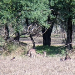 Macropus giganteus at Splitters Creek, NSW - 21 Jul 2021 01:42 PM