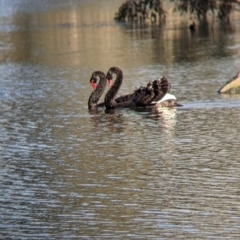 Cygnus atratus (Black Swan) at Wonga Wetlands - 21 Jul 2021 by Darcy
