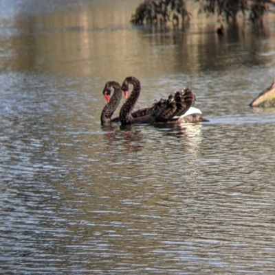 Cygnus atratus (Black Swan) at Albury - 21 Jul 2021 by Darcy