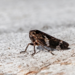 Eurypella tasmaniensis at Latham, ACT - 21 Jul 2021 02:11 PM