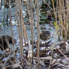 Sericornis frontalis (White-browed Scrubwren) at Albury - 21 Jul 2021 by Darcy