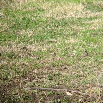 Neochmia temporalis (Red-browed Finch) at Wonga Wetlands - 21 Jul 2021 by Darcy