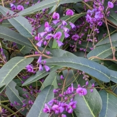 Hardenbergia violacea (False Sarsaparilla) at Wonga Wetlands - 21 Jul 2021 by Darcy