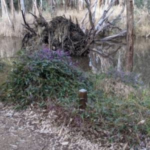 Hardenbergia violacea at Splitters Creek, NSW - 21 Jul 2021