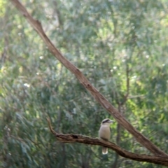 Dacelo novaeguineae (Laughing Kookaburra) at Wonga Wetlands - 21 Jul 2021 by Darcy