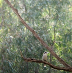 Dacelo novaeguineae at Splitters Creek, NSW - 21 Jul 2021