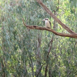 Dacelo novaeguineae at Splitters Creek, NSW - 21 Jul 2021