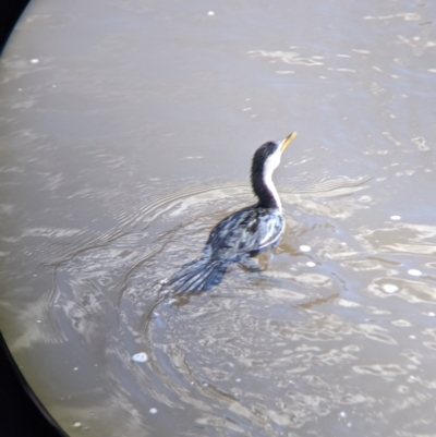 Microcarbo melanoleucos (Little Pied Cormorant) at Albury - 21 Jul 2021 by Darcy