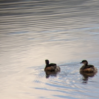 Tachybaptus novaehollandiae (Australasian Grebe) at Albury - 21 Jul 2021 by Darcy